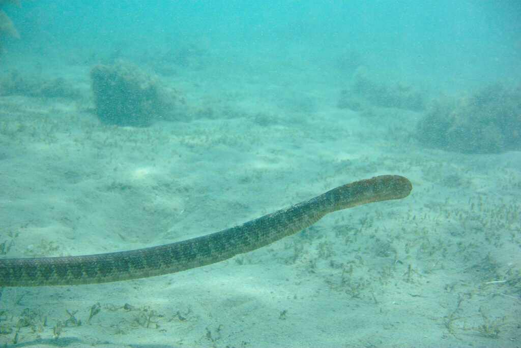 Australian Elapids (inc. Sea Snakes) from Ouen Toro, NC-SU-NO, NC-SU ...