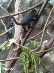 Alouatta