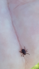 Rhipicephalus appendiculatus