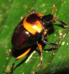 Canthon luteicollis