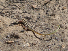 Pleske's Racerunner photo 2