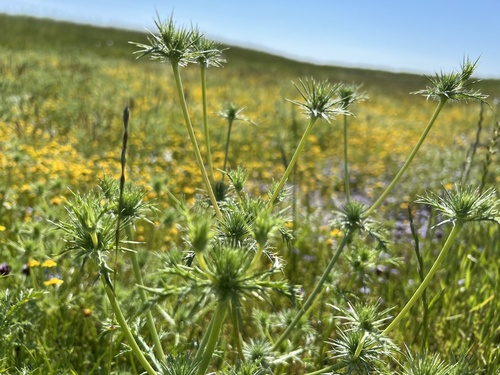 iNaturalist observation photo of Eryngos