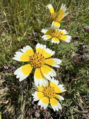 iNaturalist observation photo of Frémont's tidytips