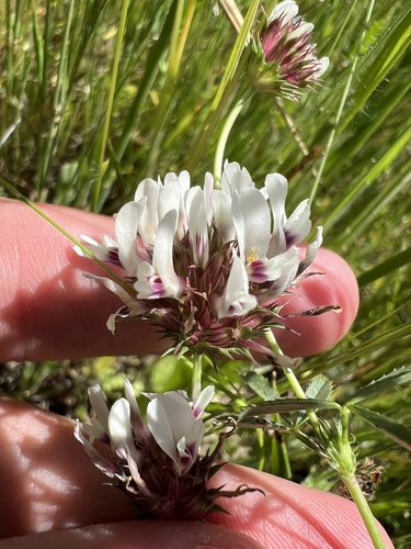 iNaturalist observation photo of tomcat clover