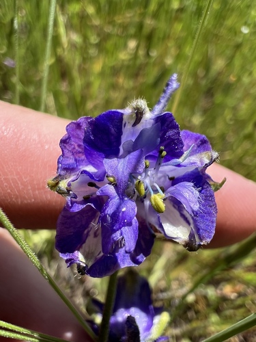 iNaturalist observation photo of royal larkspur