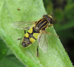 Helophilus latifrons