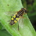 Marsh Flies - Photo (c) David Greenberger, some rights reserved (CC BY-NC-ND), uploaded by David Greenberger