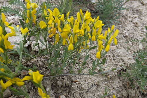 Genista tetragona