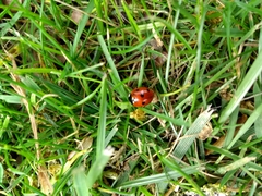 Coccinella septempunctata