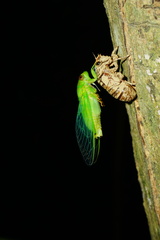 Chremistica ochracea