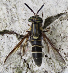 Acanthocera