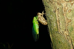 Chremistica ochracea