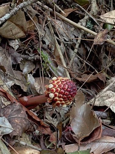 Image of Balanophora harlandii by (c) jimmy, some rights reserved (CC BY)