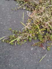 Epilobium nummulariifolium