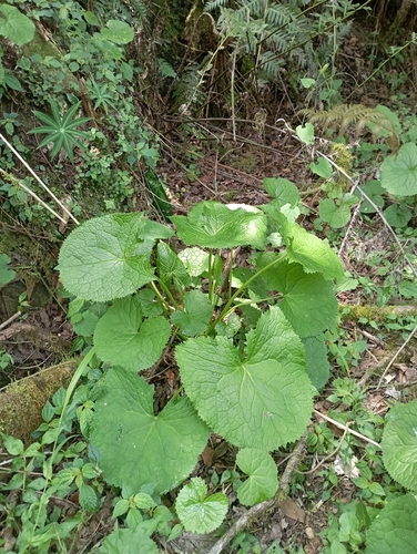 Ragwort (Ligularia stenocephala)