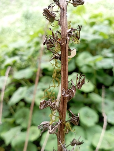 Image of Ligularia stenocephala by (c) jimmy, some rights reserved (CC BY)