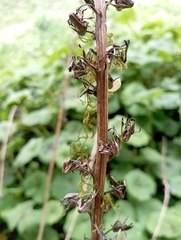 (c) jimmy, some rights reserved (CC BY) Ligularia stenocephala, photograph (c) jimmy, some rights reserved (CC BY)