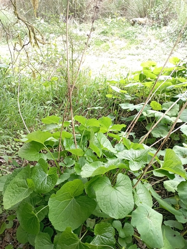 Ligularia stenocephala, photograph 3