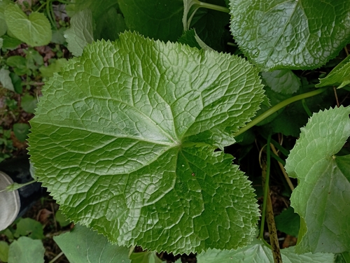 Image of Ligularia stenocephala by (c) jimmy, some rights reserved (CC BY)