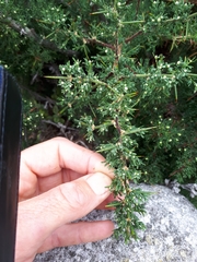 Asparagus stipulaceus