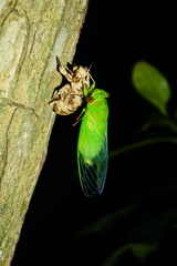 Chremistica ochracea