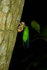 Chremistica ochracea