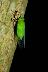 Chremistica ochracea