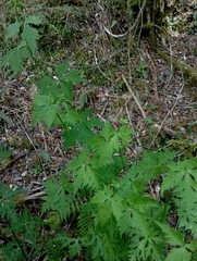 (c) jimmy, some rights reserved (CC BY) Aconitum fukutomei, photograph (c) jimmy, some rights reserved (CC BY)