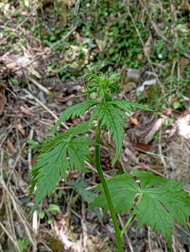 Aconitum fukutomei, photograph 6