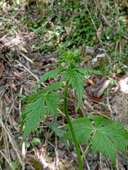 Aconitum fukutomei, photograph (c) jimmy, some rights reserved (CC BY)
