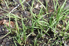 Carex shortiana