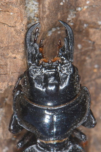 Scarite taureau