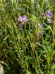 Clarkia delicata