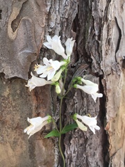 Penstemon arkansanus