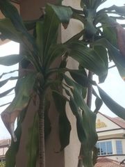 Dracaena fragrans