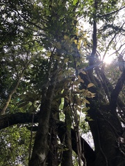 Quercus stenophylloides