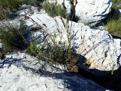 Thamnochortus gracilis