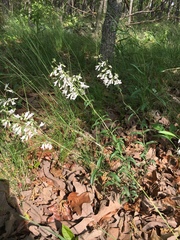 Penstemon arkansanus