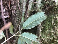 Quercus stenophylloides