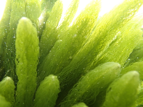 Caulerpa longifolia observed 2024-04-21