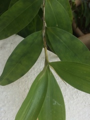 Ficus microcarpa