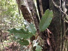 Quercus stenophylloides