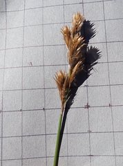 Thamnochortus gracilis