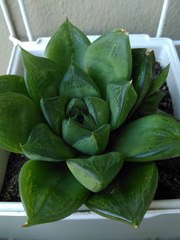 Haworthia