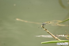 Micrathyria aequalis