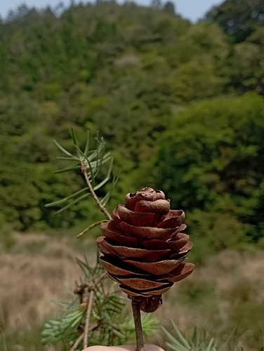 Image of Pseudotsuga wilsoniana by (c) jimmy, some rights reserved (CC BY)