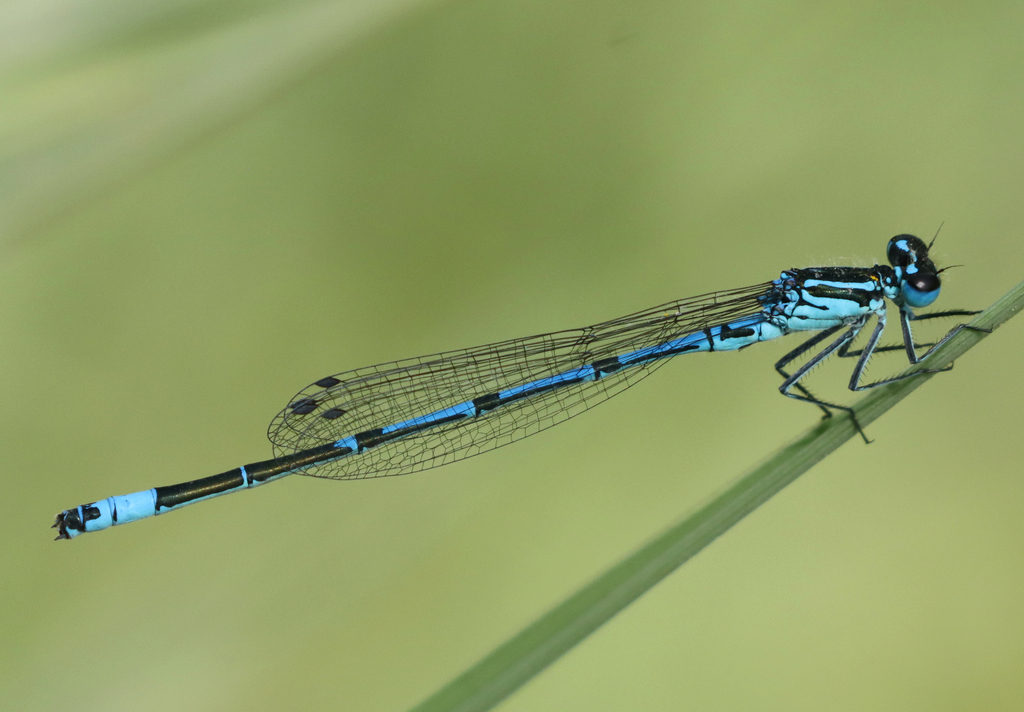 Syrian Bluet