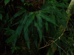 Pyrrosia polydactylos