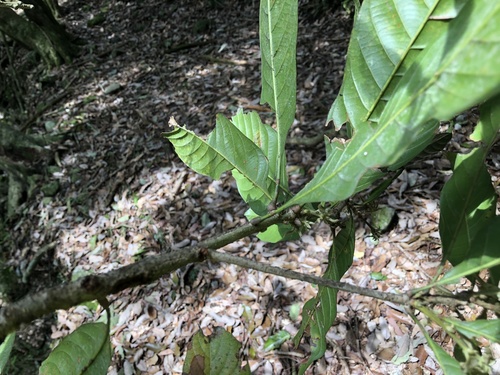 Lithocarpus kawakamii (Lithocarpus kawakamii)