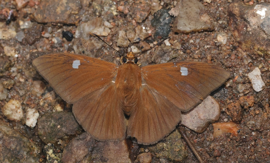 Hainan Dawnfly